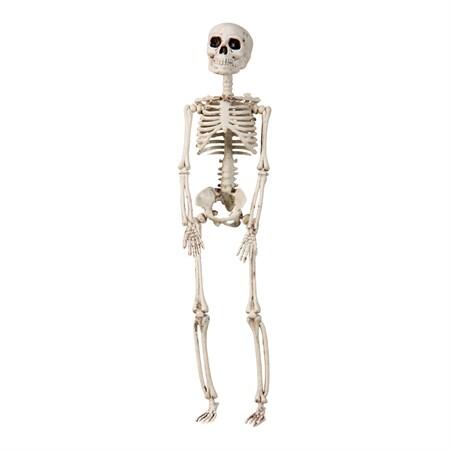 Skelett 29cm